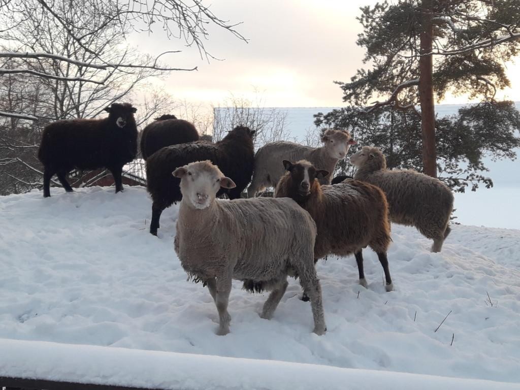 luonnonlaidun lammas pientila turku saaristo