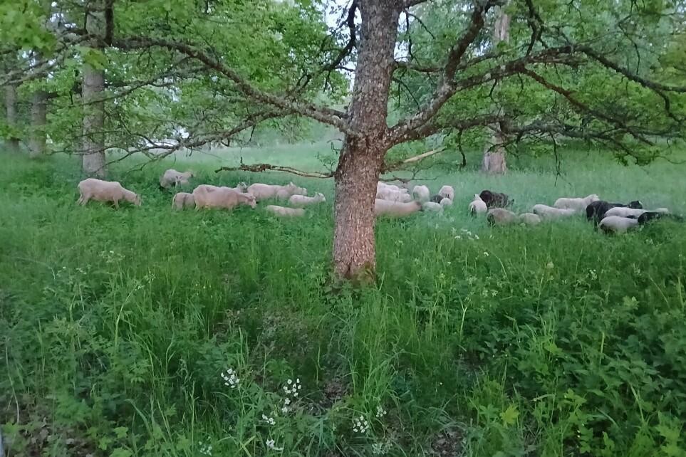 Vekkilän tila