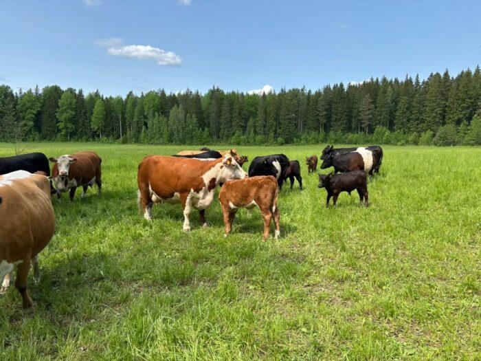 Miten teillä vietetään Luonnonlaidunpäivää ensi lauantaina 14.6.2025? Avoimet laitumet -tapahtumien lisäksi monelta tilalta on mahdollista ostaa luonnonlaidunlihaa juhlapäivän grillauksiin.